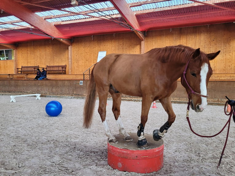 German Sport Horse Gelding 7 years 15,2 hh Chestnut-Red in Dielsdorf