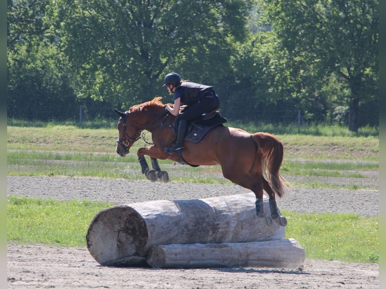 German Sport Horse Gelding 7 years 15,2 hh Chestnut-Red in Dielsdorf