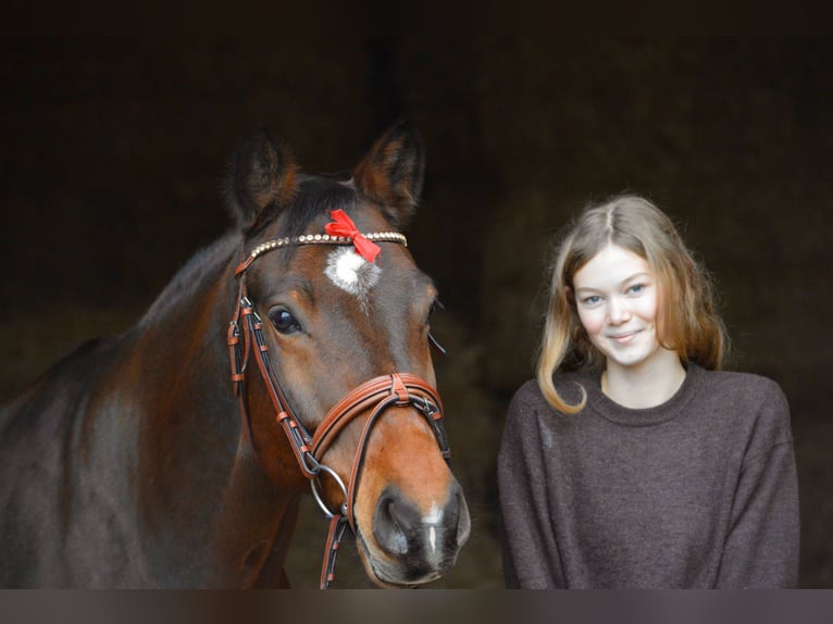 German Sport Horse Gelding 7 years 15.3 hh Brown in Lichtenau