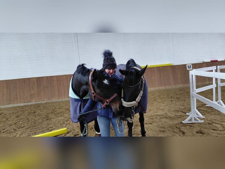 German Sport Horse Gelding 7 years 15,2 hh Bay-Dark in Neustadt am Rübenberge
