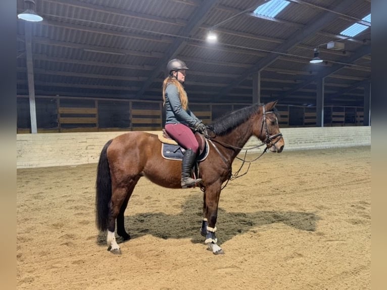 German Sport Horse Gelding 7 years 15,2 hh Brown in Pelmberg