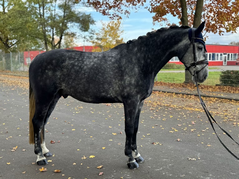 German Sport Horse Gelding 7 years 15,3 hh Grey in Kirchlengern