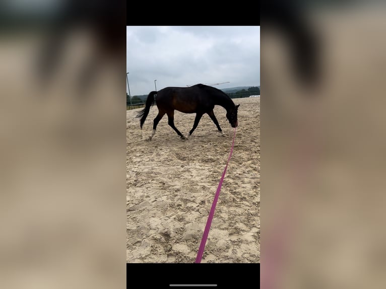 German Sport Horse Gelding 7 years 16,1 hh Bay-Dark in Frohburg