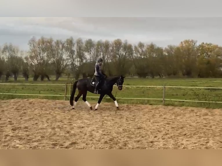 German Sport Horse Gelding 7 years 16,1 hh Bay-Dark in Rohrlack