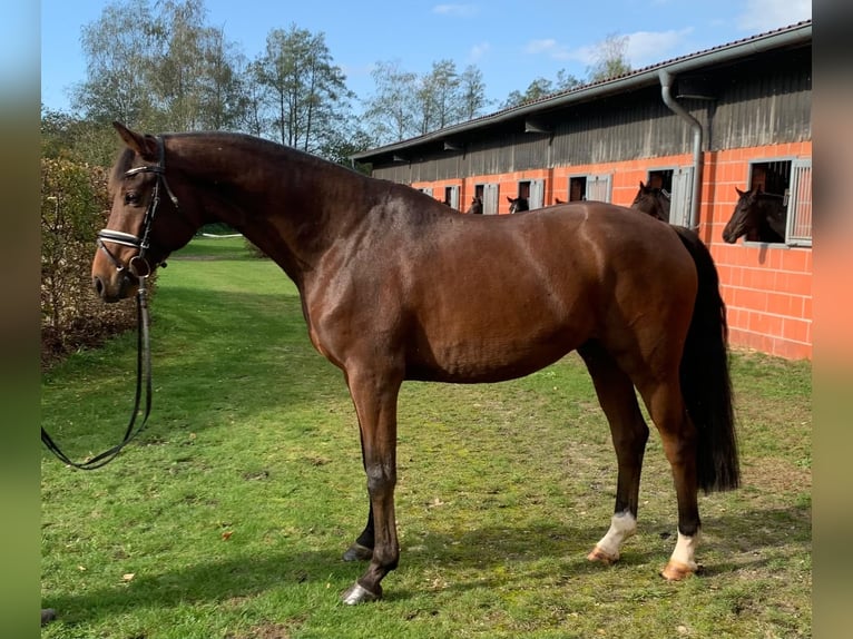 German Sport Horse Gelding 7 years 16.1 hh Brown in Hepstedt