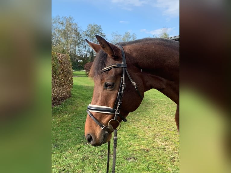 German Sport Horse Gelding 7 years 16.1 hh Brown in Hepstedt
