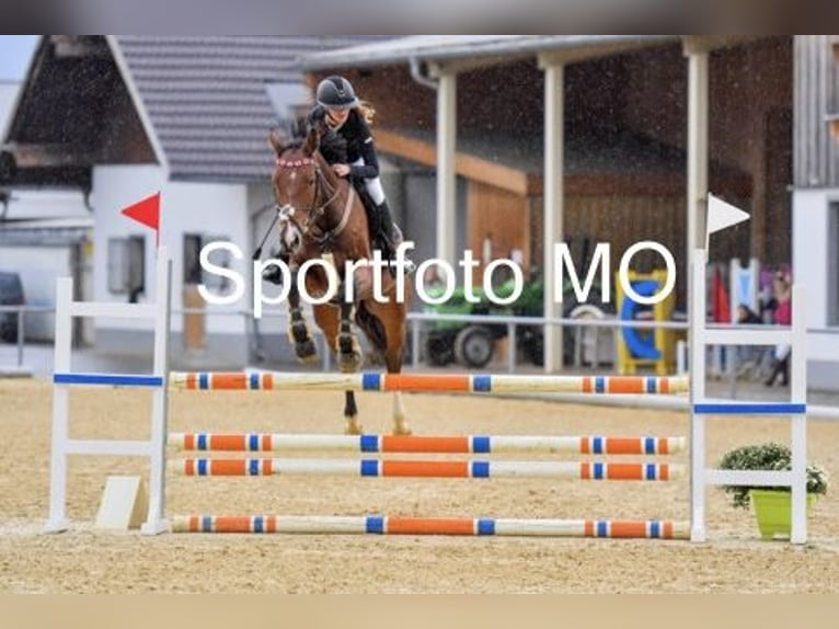 German Sport Horse Gelding 7 years 16,1 hh Brown in Meiningen