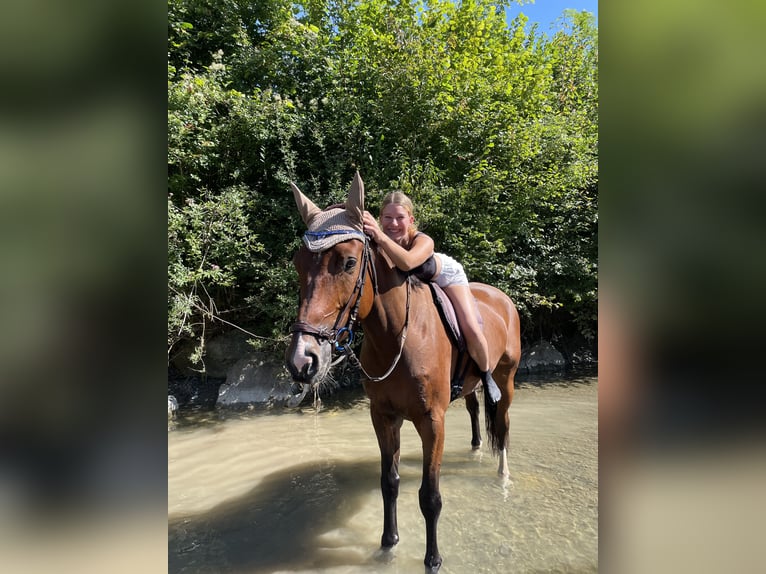 German Sport Horse Gelding 7 years 16,1 hh Brown in Meiningen