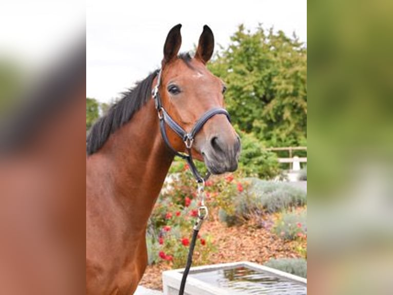 German Sport Horse Gelding 7 years 16,1 hh Brown in Aesch LU