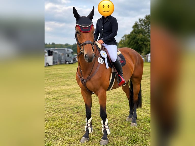 German Sport Horse Gelding 7 years 16.1 hh Brown in Möser