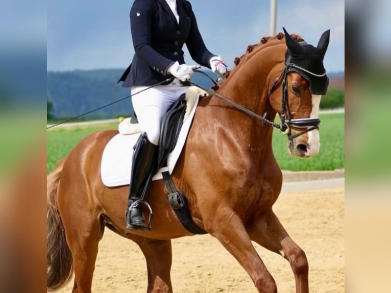 German Sport Horse Gelding 7 years 16.1 hh Chestnut-Red in Weiden i.d.Opf.