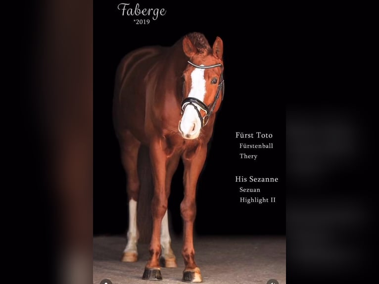 German Sport Horse Gelding 7 years 16.1 hh Chestnut-Red in Weiden i.d.Opf.