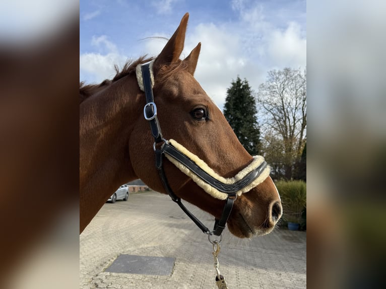 German Sport Horse Gelding 7 years 16,1 hh Chestnut-Red in Wipperf&#xFC;rth