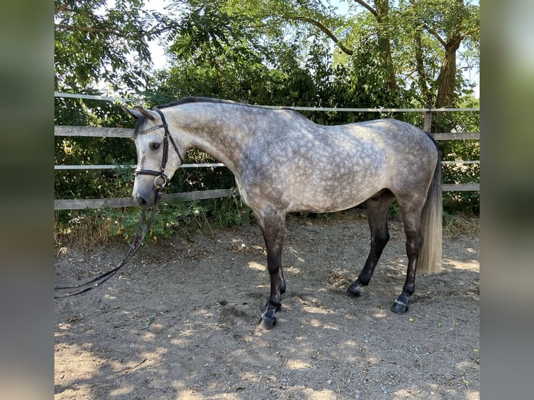 German Sport Horse Gelding 7 years 16.1 hh Grey in Haarbach