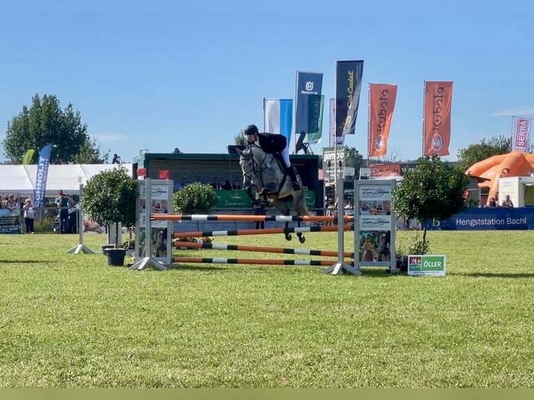 German Sport Horse Gelding 7 years 16.1 hh Grey in Haarbach