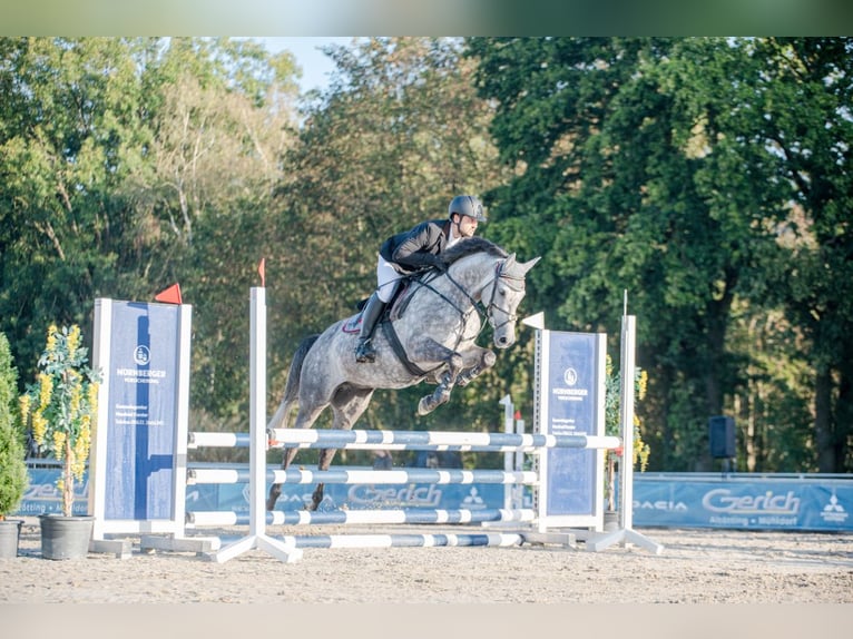 German Sport Horse Gelding 7 years 16.1 hh Grey in Haarbach