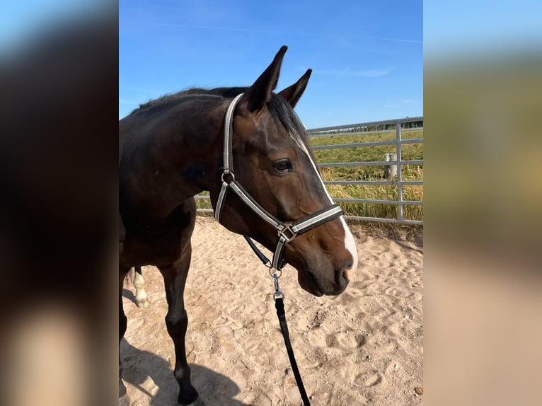 German Sport Horse Gelding 7 years 16,2 hh Bay-Dark in Schopfloch