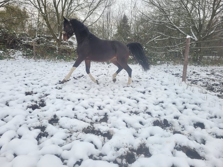 German Sport Horse Gelding 7 years 16,2 hh Bay-Dark in Zörbig