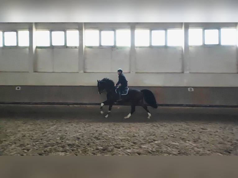 German Sport Horse Gelding 7 years 16,2 hh Bay-Dark in Zörbig