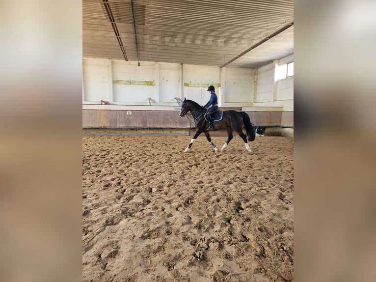 German Sport Horse Gelding 7 years 16,2 hh Bay-Dark in Zörbig