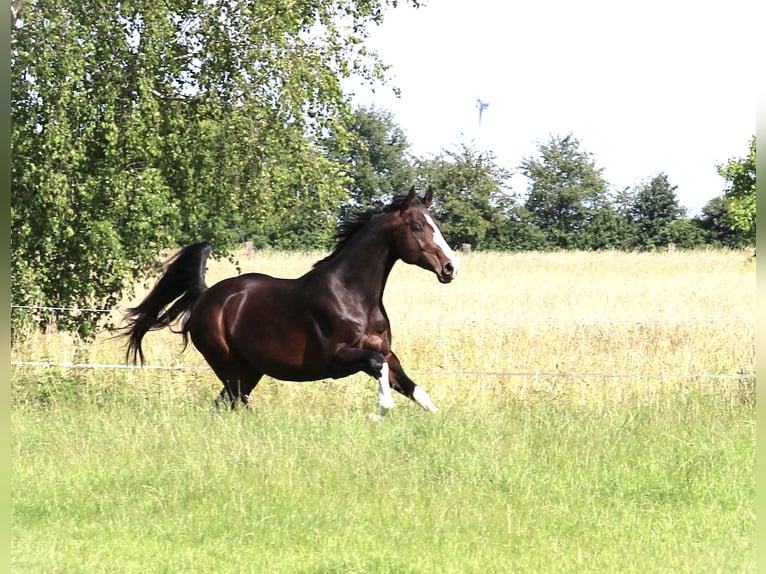 German Sport Horse Gelding 7 years 16,2 hh Bay-Dark in Zörbig