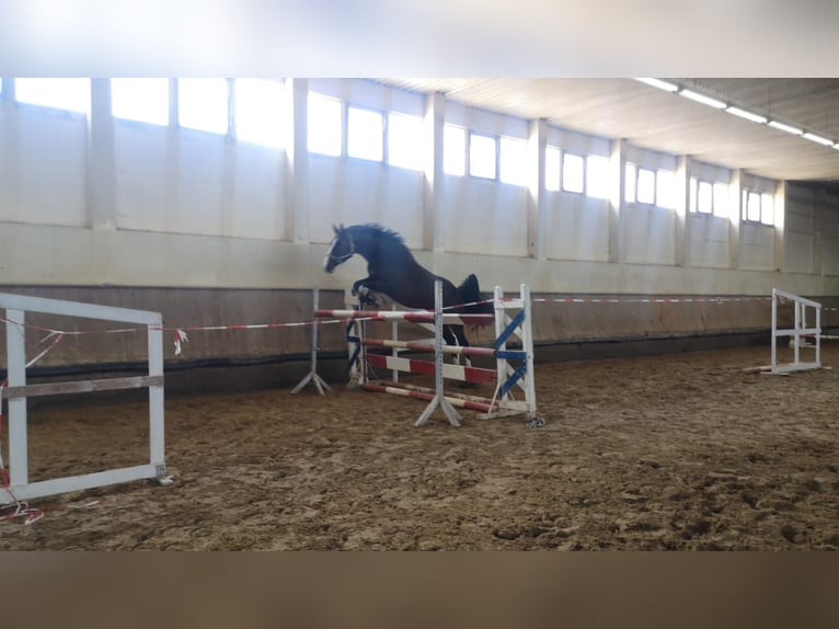 German Sport Horse Gelding 7 years 16,2 hh Bay-Dark in Zörbig