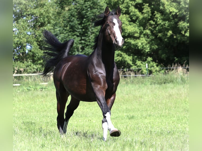 German Sport Horse Gelding 7 years 16,2 hh Bay-Dark in Zörbig