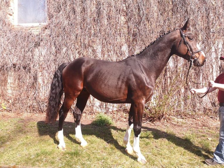 German Sport Horse Gelding 7 years 16,2 hh Bay-Dark in Zörbig