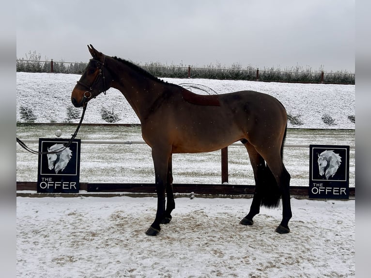 German Sport Horse Gelding 7 years 16,2 hh Bay-Dark in Mengen