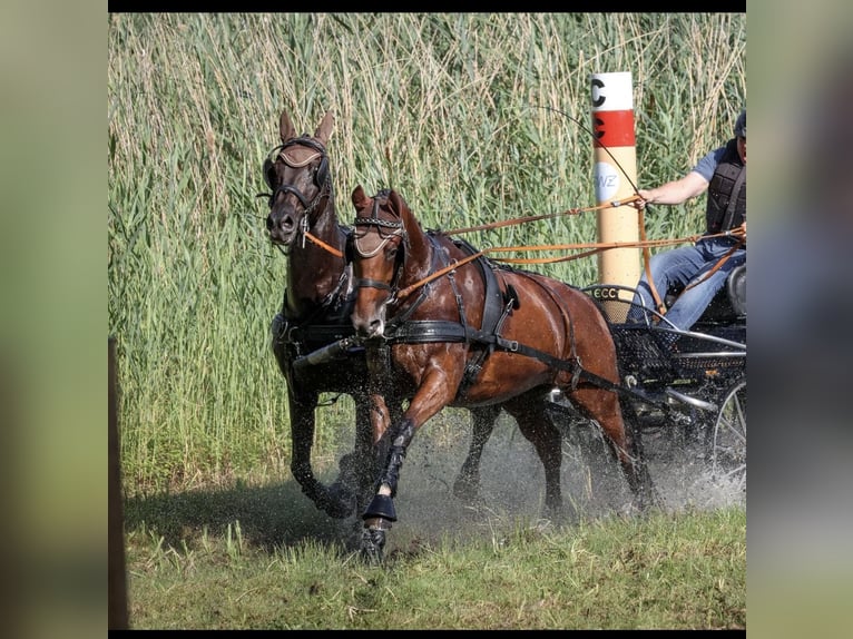 German Sport Horse Gelding 7 years 16.2 hh Brown in Wahlitz