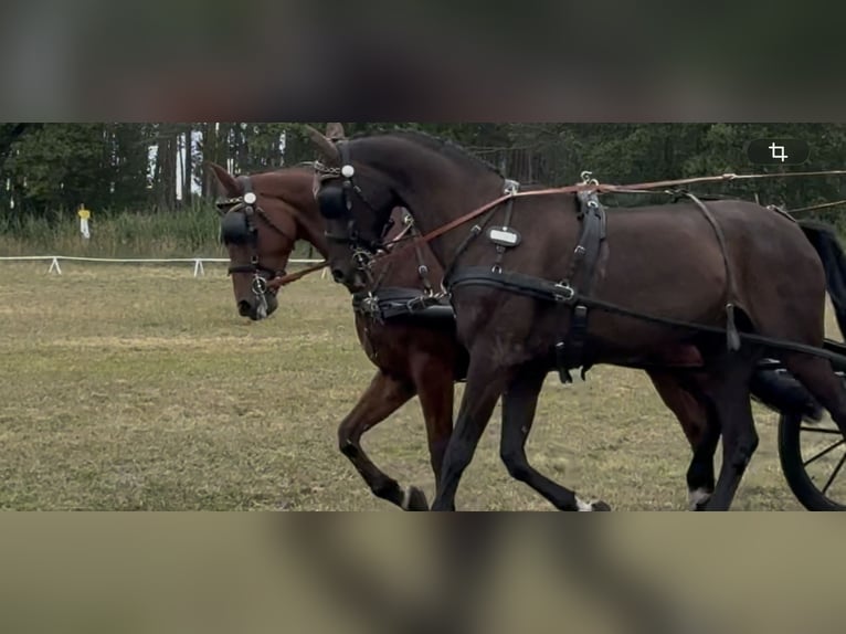 German Sport Horse Gelding 7 years 16.2 hh Brown in Wahlitz