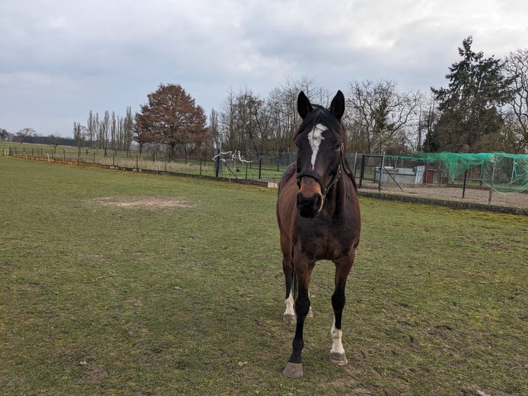 German Sport Horse Mix Gelding 7 years 16,2 hh Brown in Lindenberg