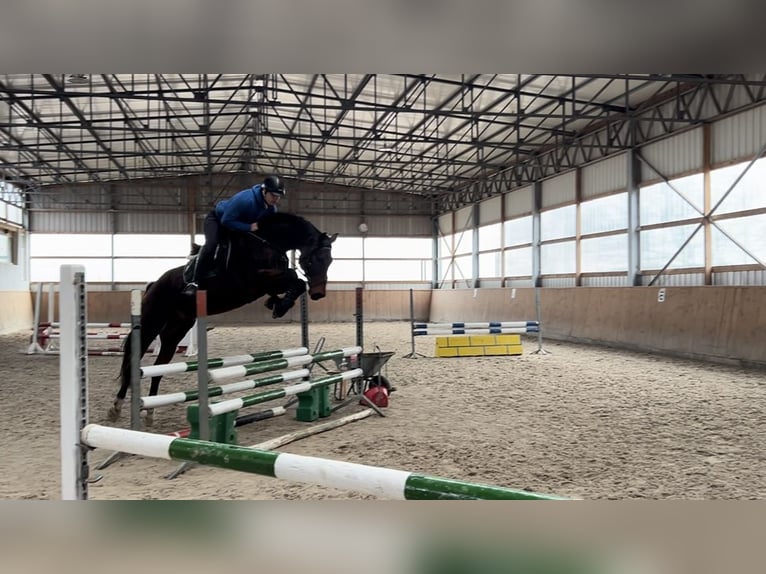 German Sport Horse Gelding 7 years 16,2 hh Brown in Liepe