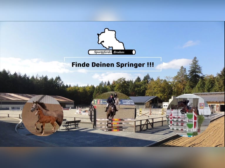 German Sport Horse Gelding 7 years 16.2 hh Brown in Gadow