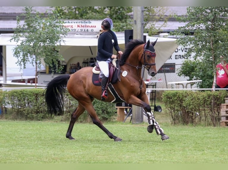 German Sport Horse Gelding 7 years 16.2 hh Brown in Körbelitz