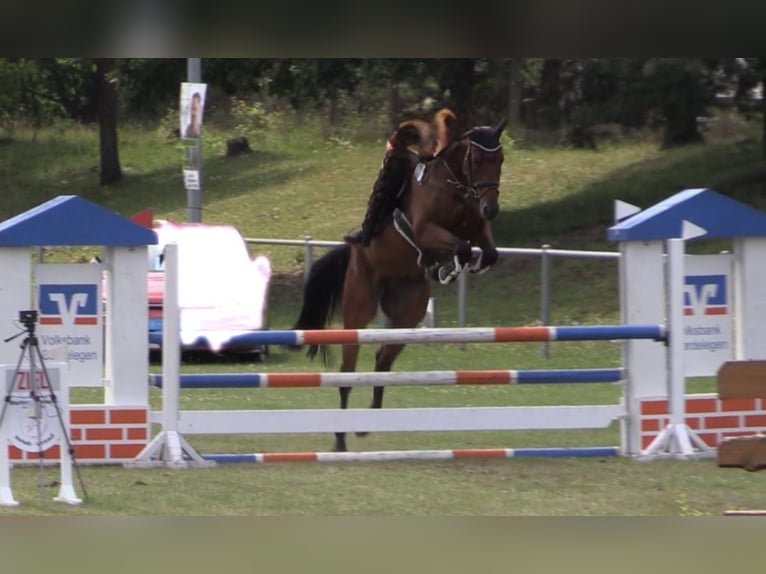 German Sport Horse Gelding 7 years 16.2 hh Brown in Körbelitz
