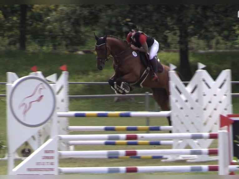 German Sport Horse Gelding 7 years 16.2 hh Brown in Körbelitz