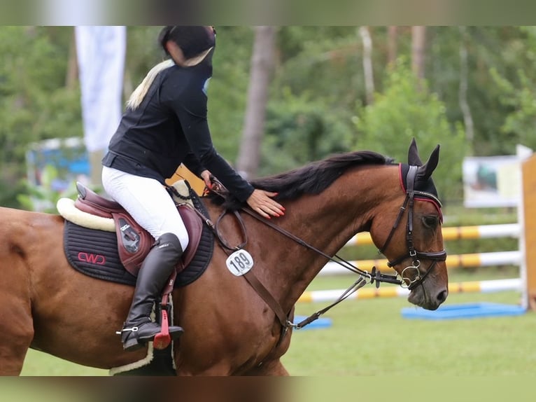 German Sport Horse Gelding 7 years 16.2 hh Brown in Körbelitz