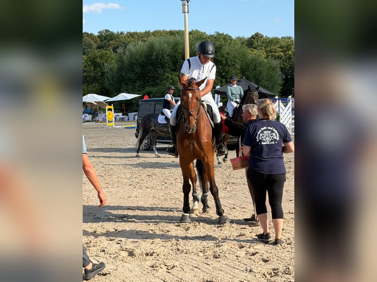 German Sport Horse Gelding 7 years 16.2 hh Brown in Mansfeld/OT Annarode