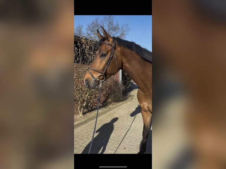 German Sport Horse Gelding 7 years 16,2 hh Brown in Nettetal