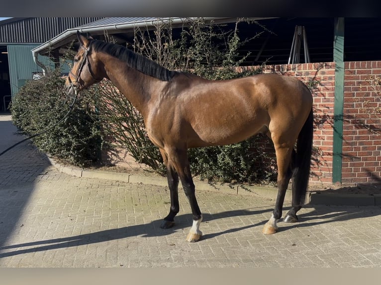 German Sport Horse Gelding 7 years 16,2 hh Brown in Nettetal