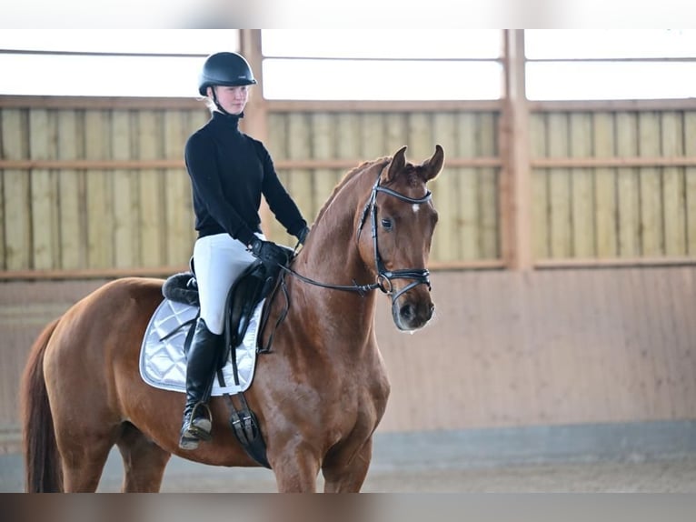 German Sport Horse Gelding 7 years 16,2 hh Chestnut-Red in Brieselang