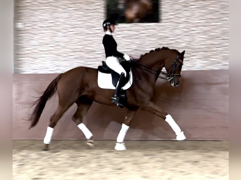 German Sport Horse Gelding 7 years 16,2 hh Chestnut-Red in Wehringen