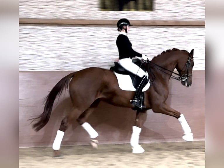 German Sport Horse Gelding 7 years 16,2 hh Chestnut-Red in Wehringen