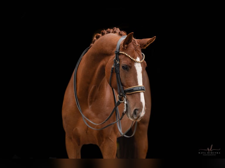 German Sport Horse Gelding 7 years 16,2 hh Chestnut-Red in Wehringen