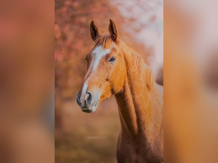 German Sport Horse Gelding 7 years 16.2 hh Chestnut-Red in Bösleben