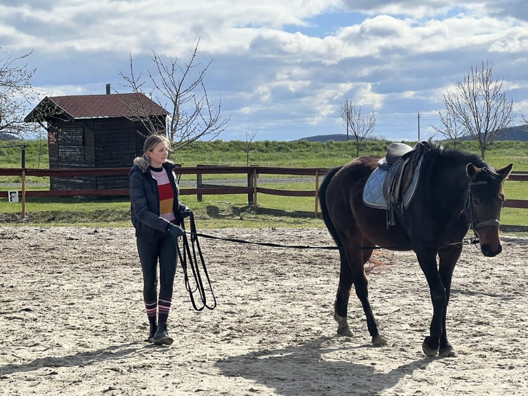German Sport Horse Gelding 7 years 16.2 hh Grey in Gyulakeszi