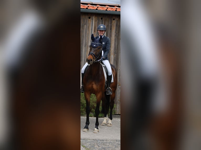 German Sport Horse Gelding 7 years 16,2 hh Smoky-Black in Grebenhain