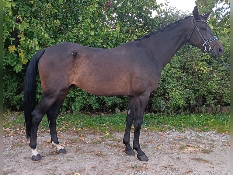 German Sport Horse Gelding 7 years 16,3 hh Bay-Dark in Olbersdorf