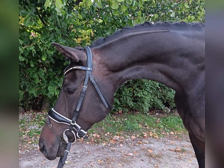 German Sport Horse Gelding 7 years 16,3 hh Bay-Dark in Olbersdorf